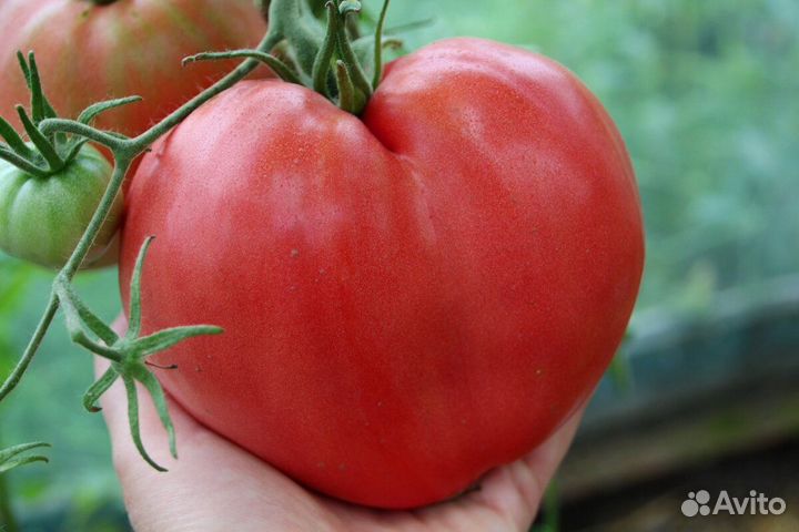 Рассада помидоров томатов