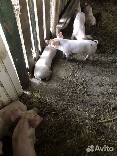 Поросята