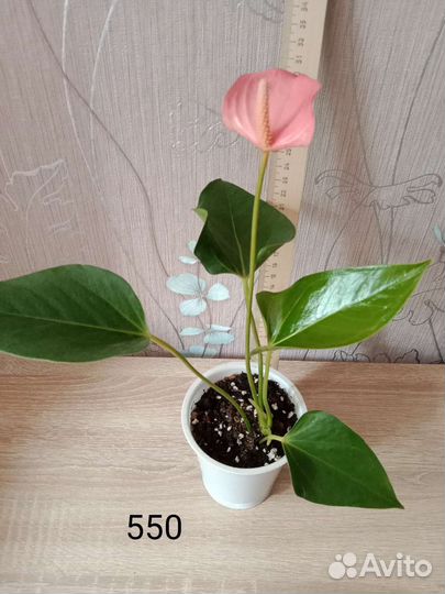 Антуриум Джоли пинк