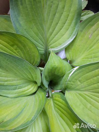 Хоста + в подарок безвременник