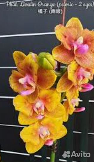 Орхидея фаленопсис