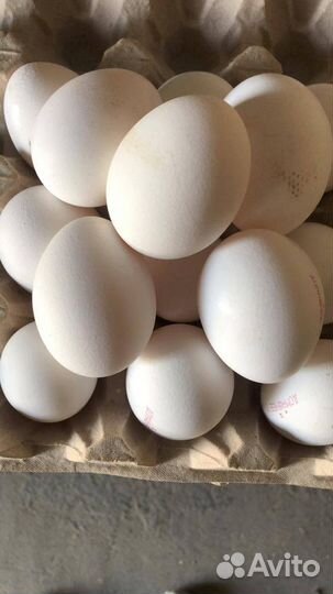 Яйцо куриное опт/розница