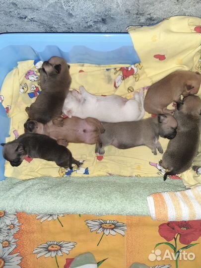 Той-терьер щенки