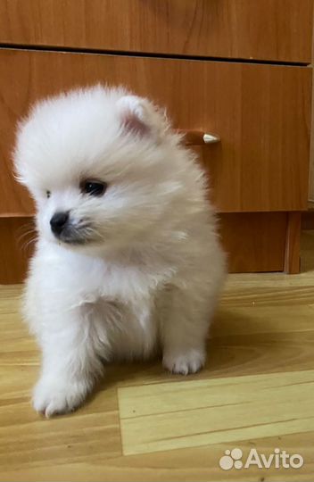 Померанский шпиц