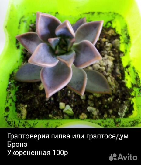 Суккуленты3