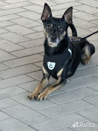 Вязка той-терьер ищем девочку