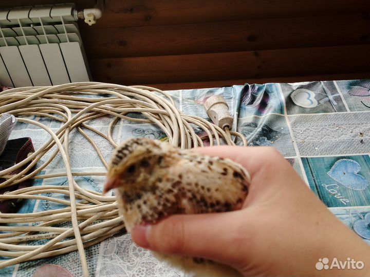 Феникс золотистый