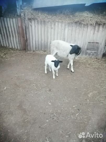 Баранчики кросс дорпер