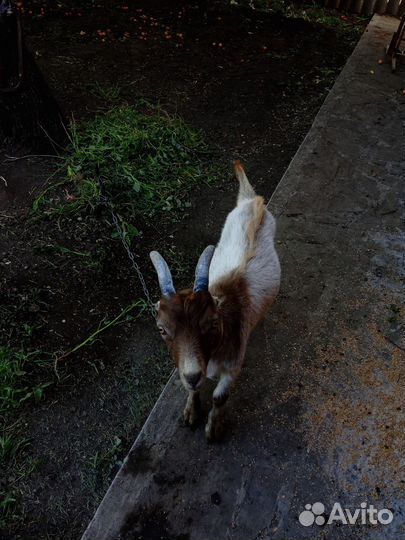 Козочки ламанча