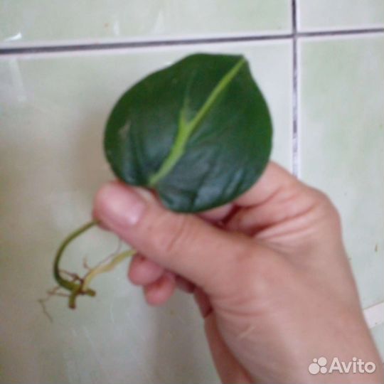 Сциндапсусы, эпипремнумы, монстеры, филодендроны