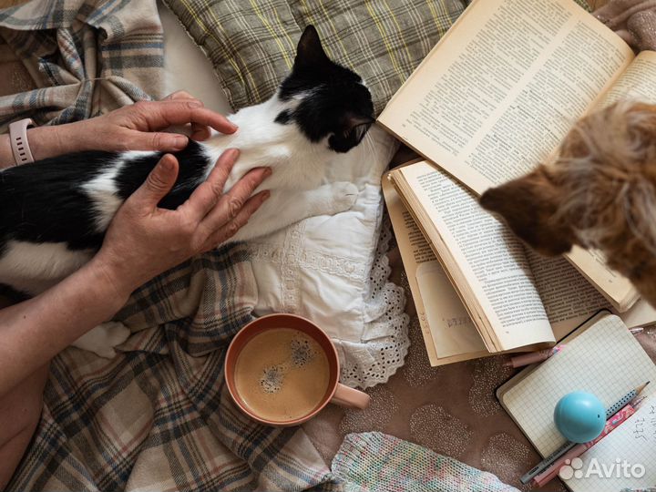 Кошка-подросток в добрые руки