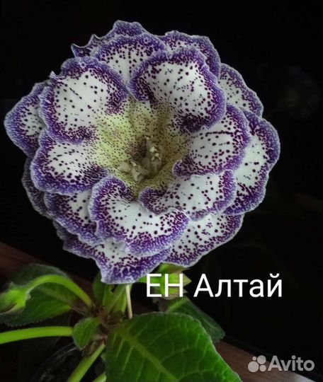 Глоксиния свежесрез листья