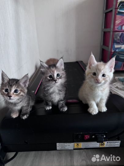 Котята мейн-кун