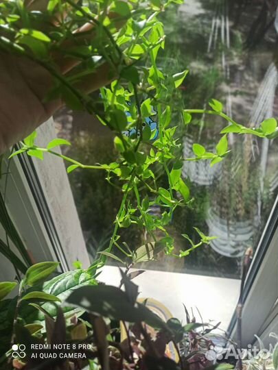 Лонгифолия/Longifolia- коллизия репенс