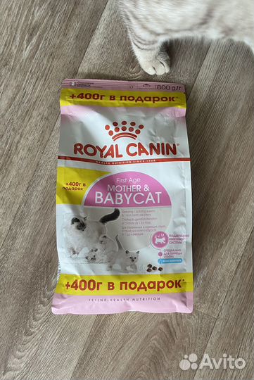 Сухой корм для котят Royal Canin Babycat 800 гр
