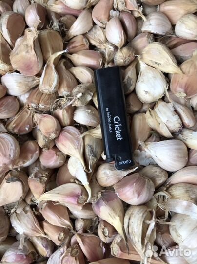 Зубок чеснока(Любаша )