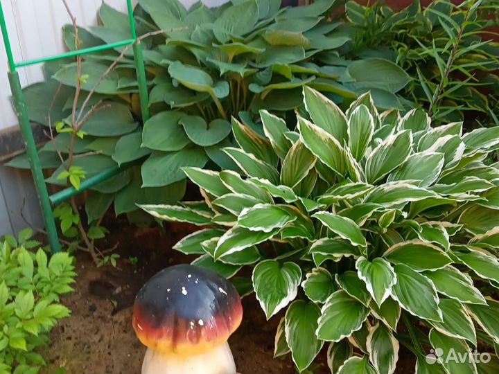 Хоста целым кустом