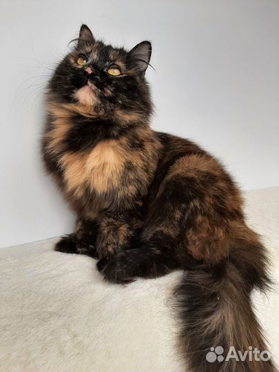 Кошечка 1,5 года ищет дом