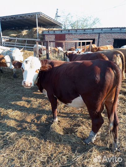 Быки герефорды и симменталы