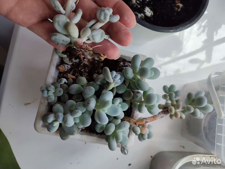 Пахифитум Яйценосный