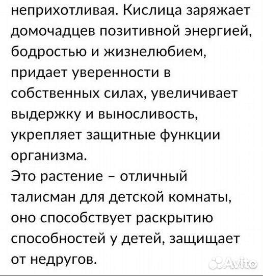 Кислица (Оксалис) зеленая