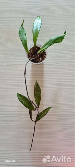 Хойи разные