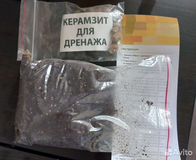 Вырасти дерево 