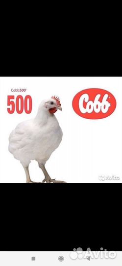 Цыплята бройлеры суточные
