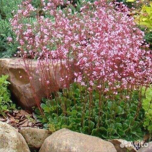 Растения для сада