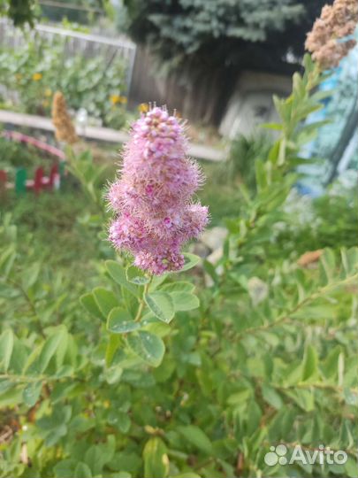 Спирея розовая