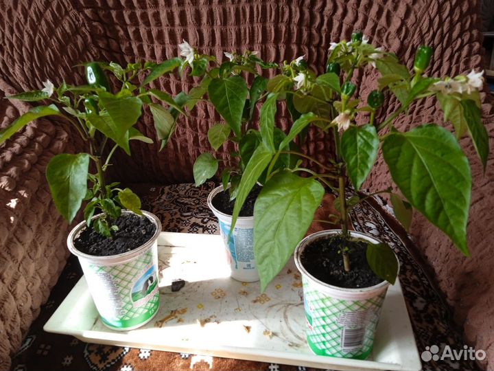 Рассада острого перца