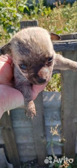 Щенки от маленькой собачки