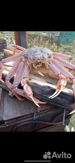 Продам краба