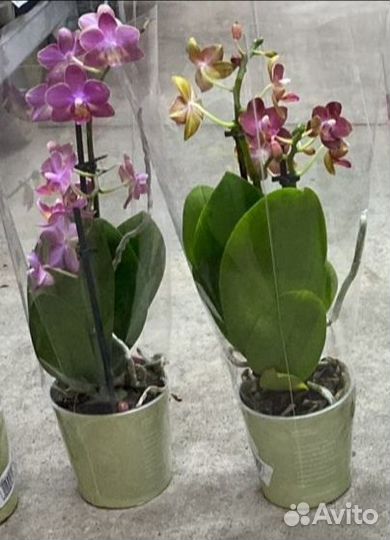 Орхидея ароматные: Ред Лион, Pink Flamingo, Монако