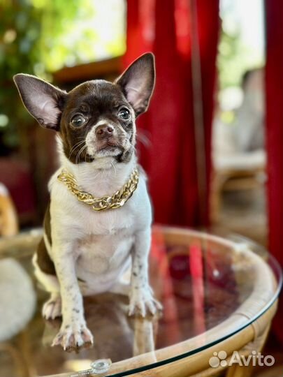 Чихуахуа девочка красотка