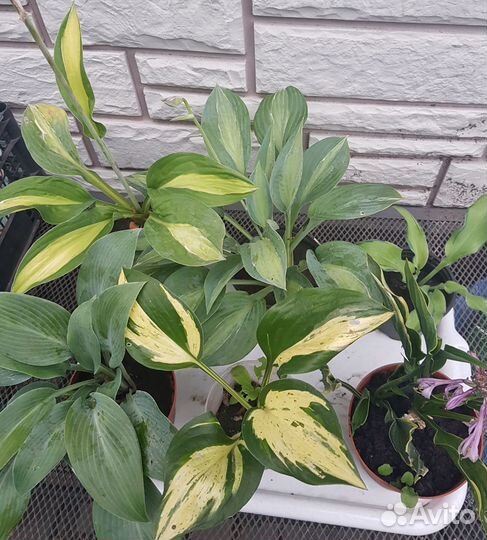 Хосты сортовые