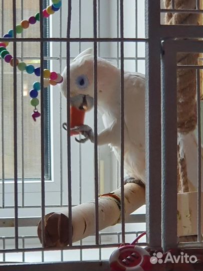 Ручной говорящий попугай