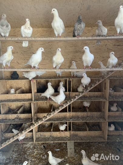 Продажа голубей