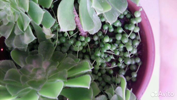 Крестовник Роули (горошины)