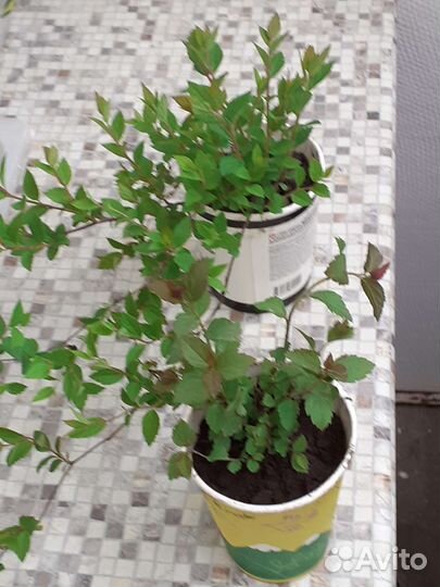 Спирея японская