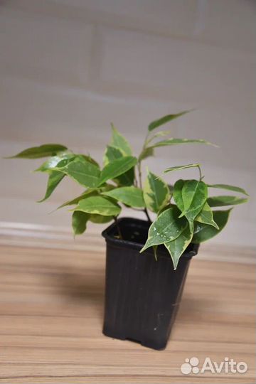 Фикус бенджамина пестролистный