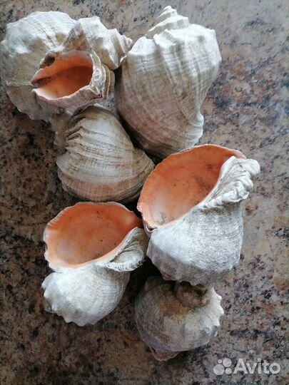 Ракушки для аквариума
