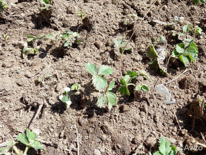 Рассада клубники