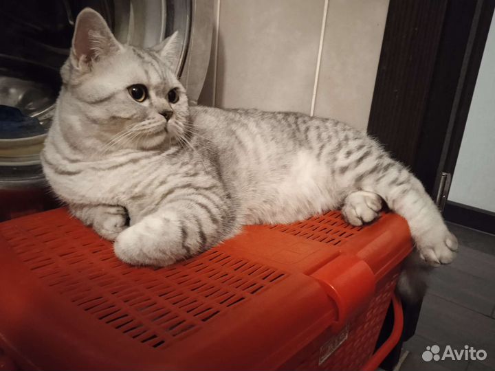 Шотландский кот вязка