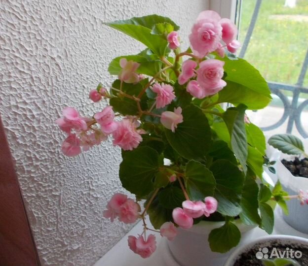 Пеларгонии сортовые