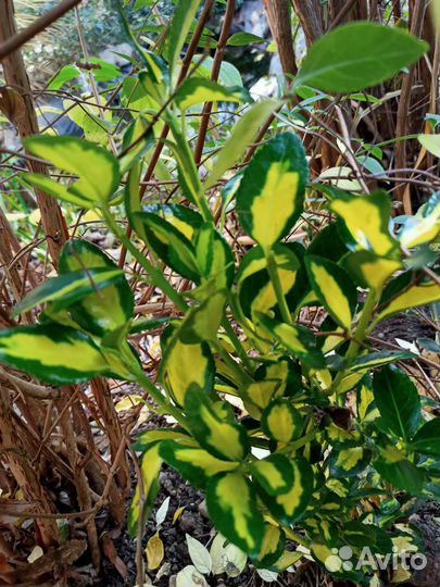 Бересклеты