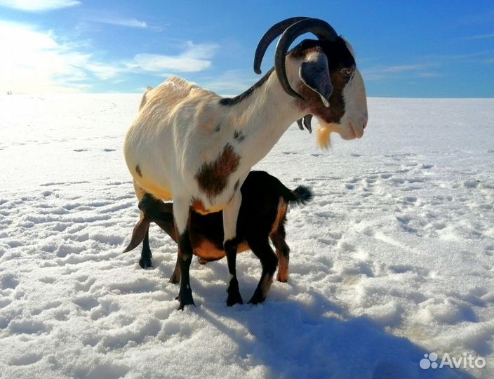 Козье молоко,масло,сыр,творог,яйца