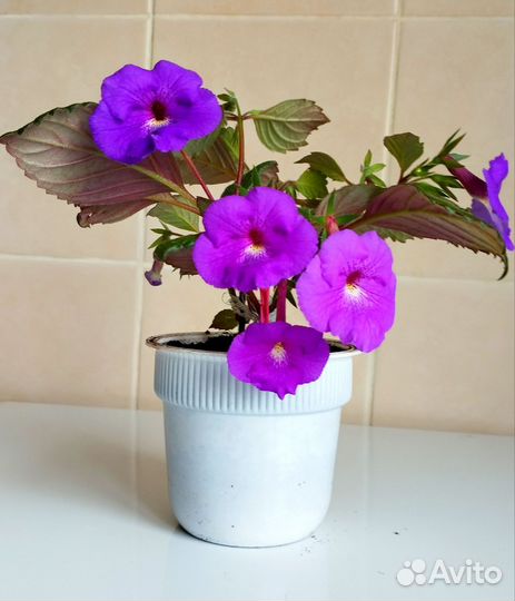 Цветущие ахименесы