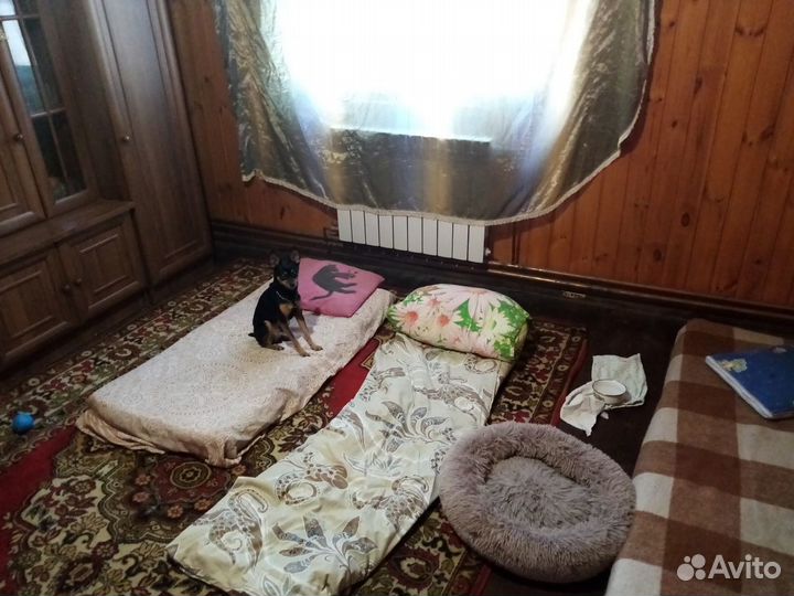 Передержка собак