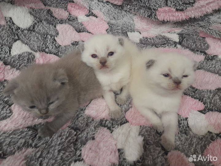 Британские котята